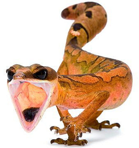L'énigmatique gecko-chat