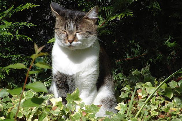 F&eacute;line, la r&ecirc;veuse