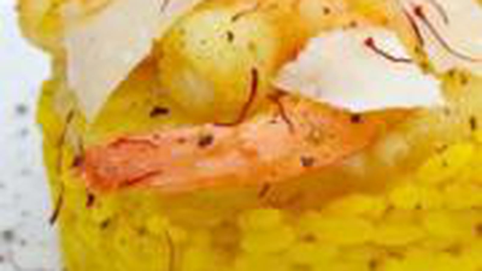 Risotto jaune aux gambas et ananas sur lit d'omelette