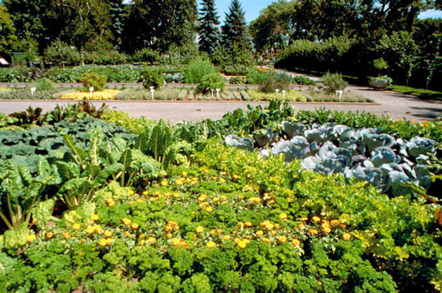 Le Jardin des plantes &eacute;conomiques