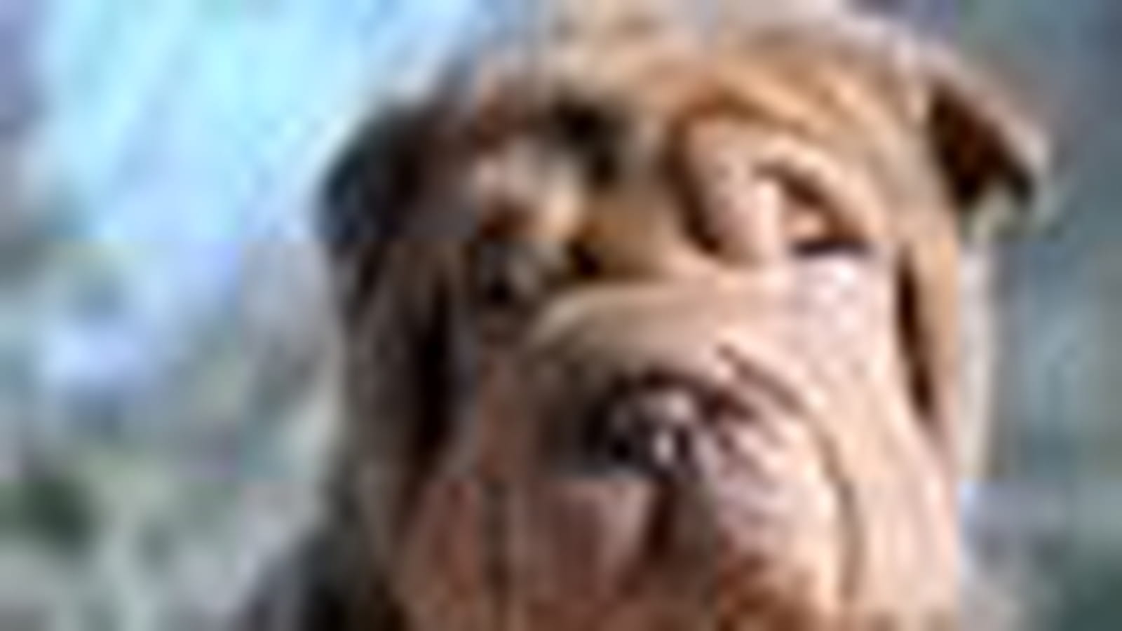 Le Shar pei
