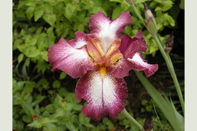 Iris mouchet&eacute;