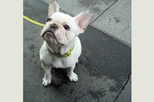 Le bouledogue fran&ccedil;ais ne fait pas un pli