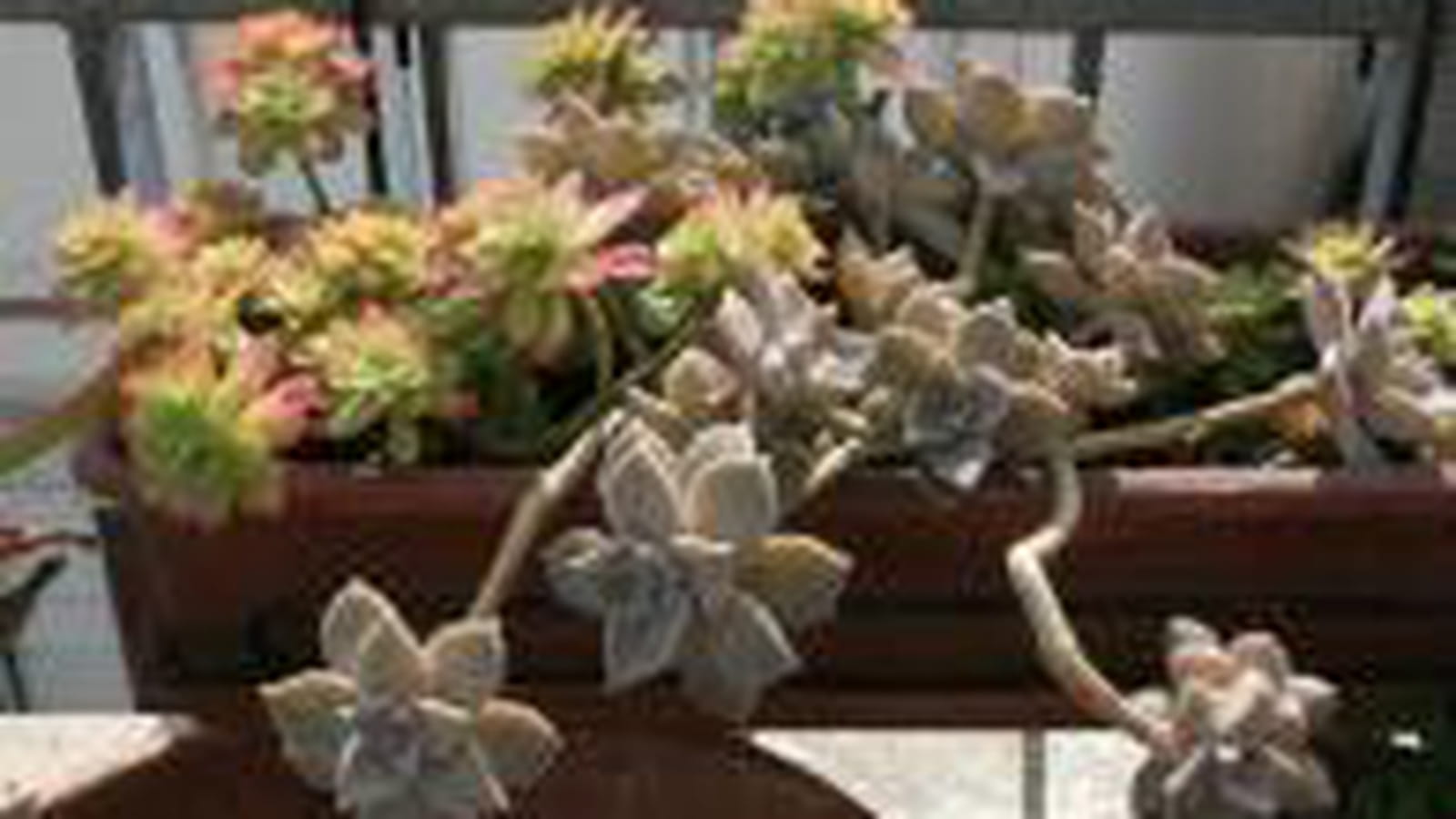 Des plantes succulentes