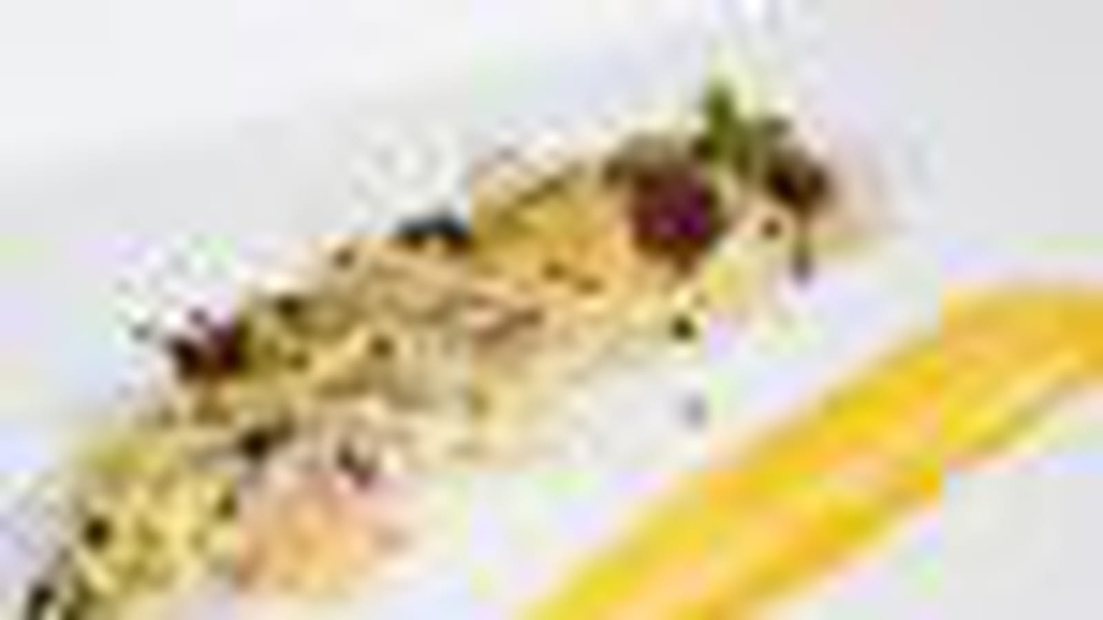 Sardine aux germes et perles de pomme gingembre
