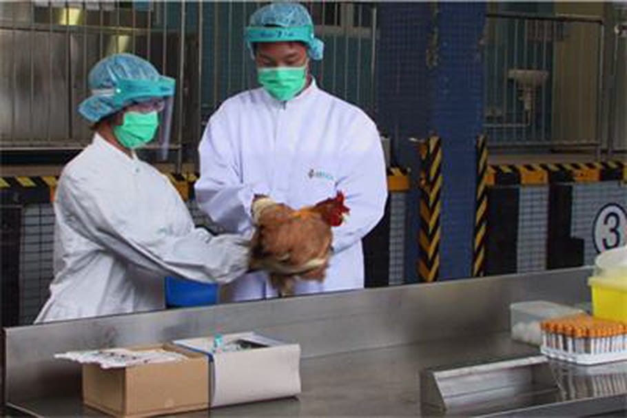 Grippe aviaire H7N9 : premier cas à Pékin