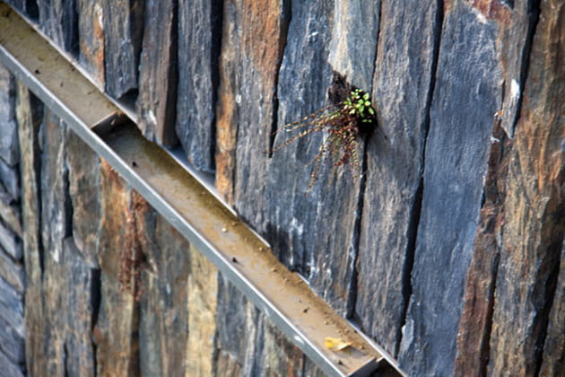 Laisser place à la nature