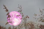 La seule et unique Pleine Lune Rose de 2026 approche et sera plus grosse et brillante que d'habitude