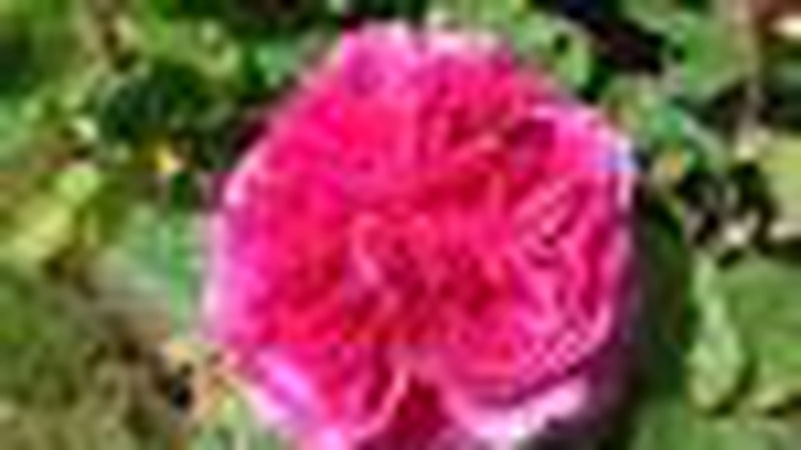 Sophy's rose