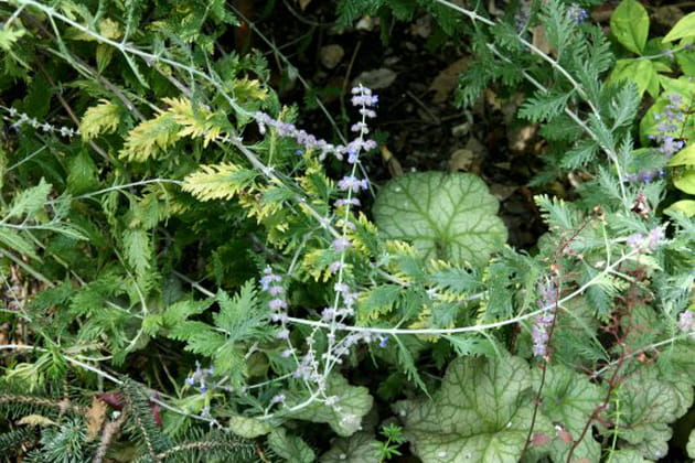 Perovskia atriplicifolia tr&egrave;s discr&egrave;te