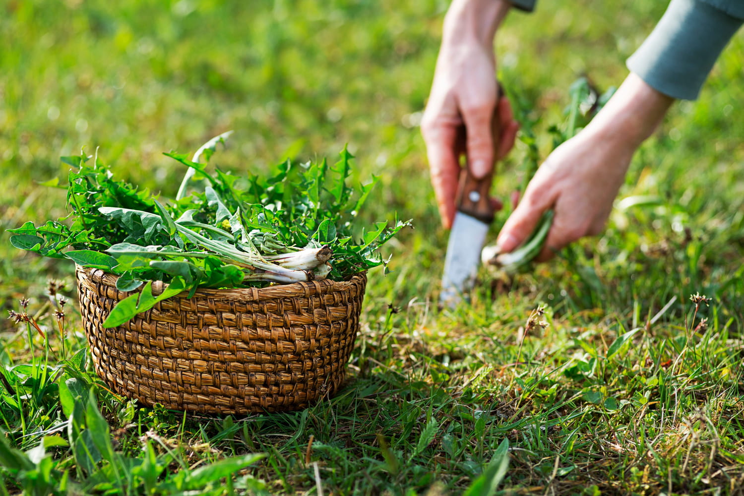 on the contrary, it is a cognitive shield for the brain on the contrary, it is a cognitive shield for the brain