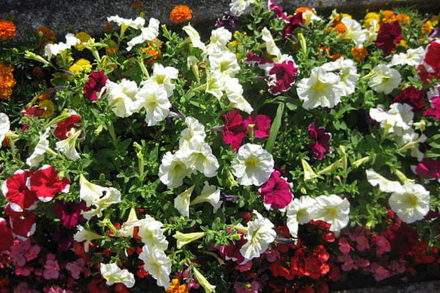 Une symphonie de couleurs