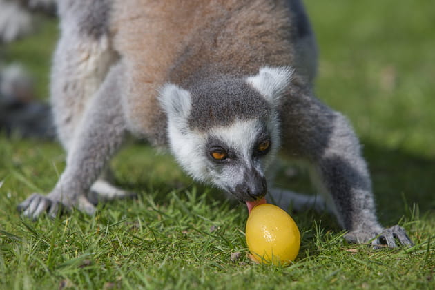 Le Wow Safari Thoiry organise la plus grande chasse aux &oelig;ufs d'Ile-de-France