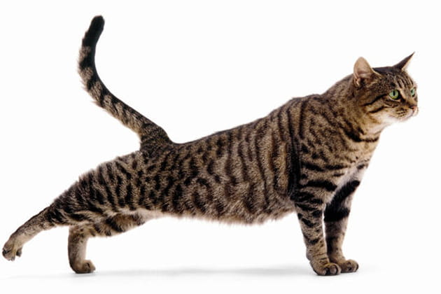 Sultan, brown spotted tabby