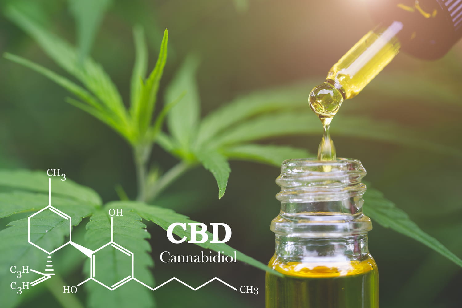 Chanvre : THC, CBD, posologie, effets sur la santé, dangers