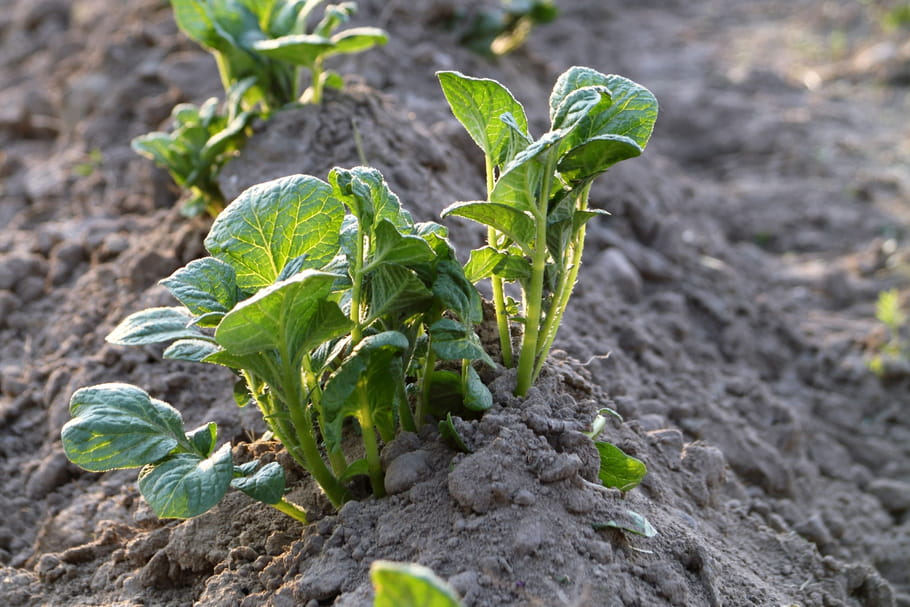 Buttage : pourquoi, quand et comment butter les légumes du potager ?