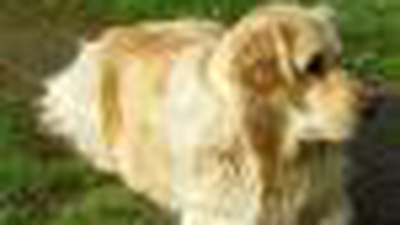 Golden retriever