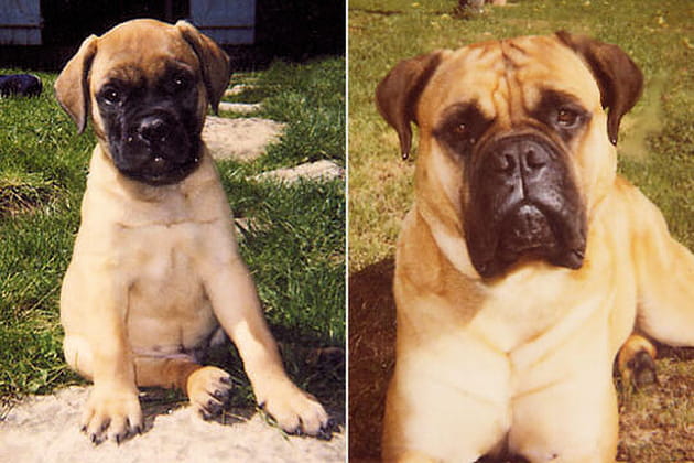 Le bullmastiff