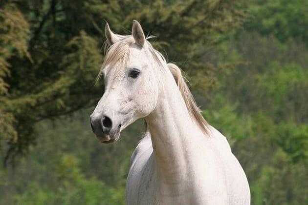 Beau cheval blanc