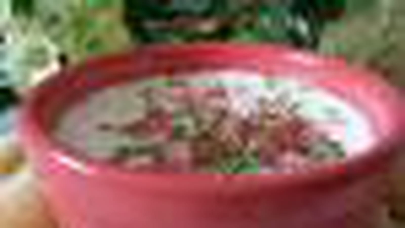 Oeuf cocotte au bacon