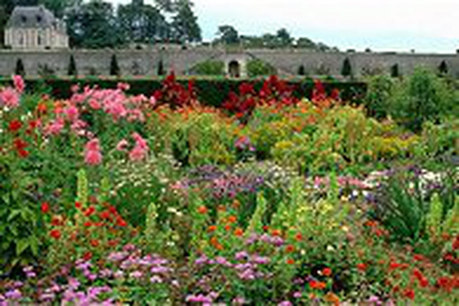 Percez les mystères des plantes et des fleurs comestibles au château de Valmer