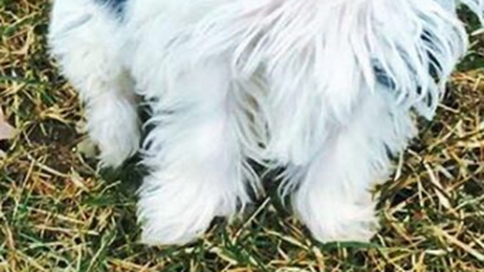 Fluffy 