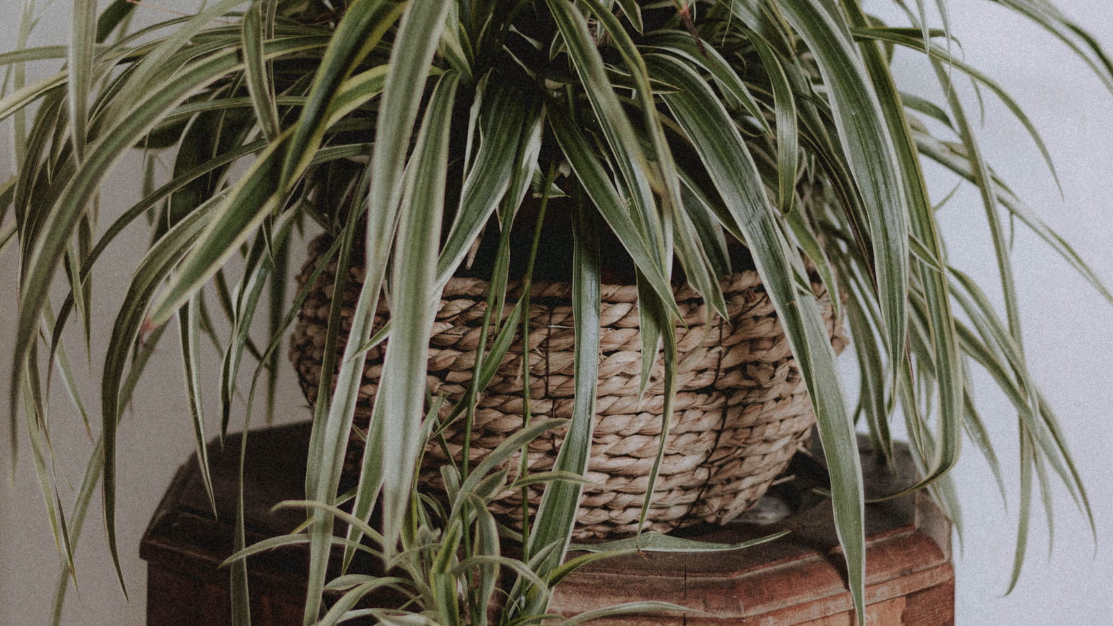Chlorophytum