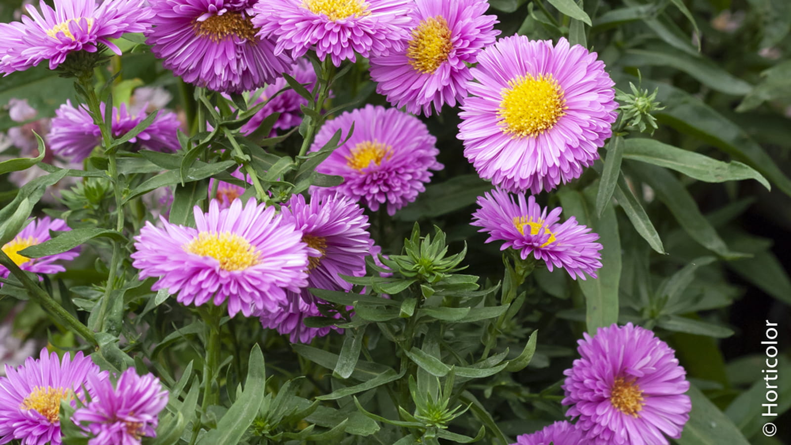 Aster d'automne Patricia Ballard