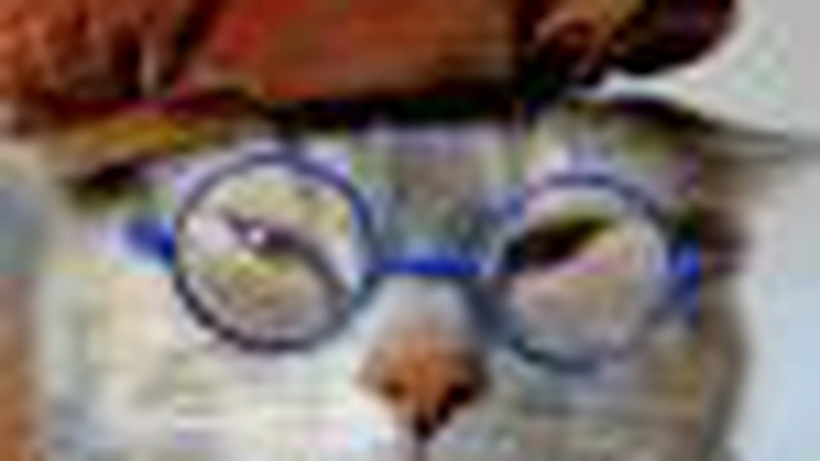Monsieur chat