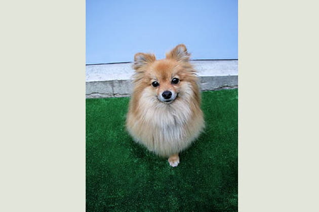 Le descendant des chiens de tra&icirc;neau