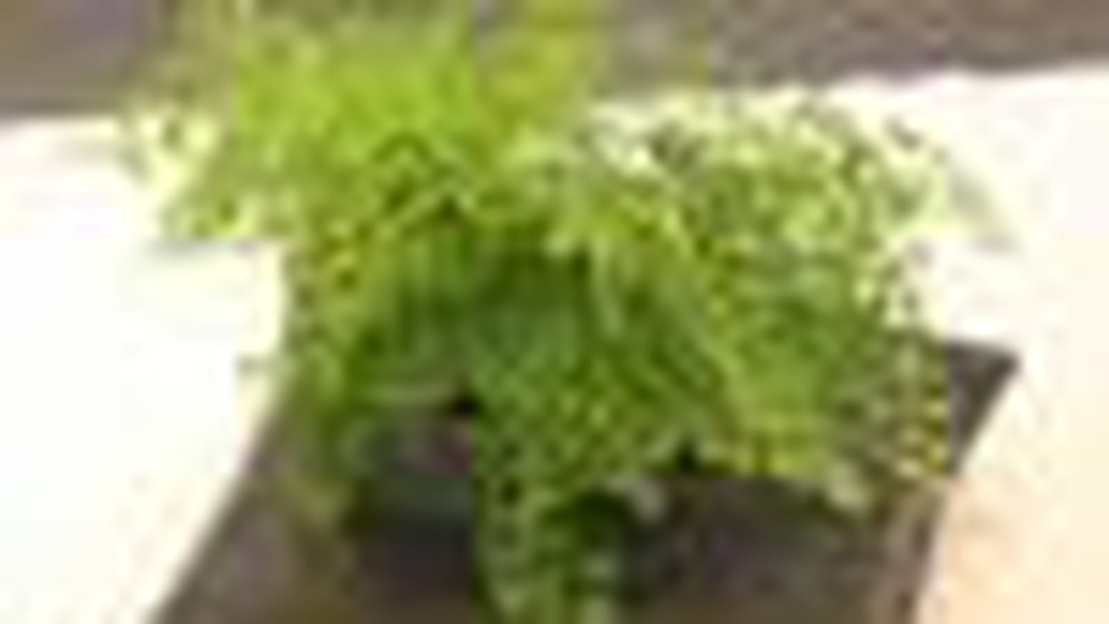 Coussin-pot d'Alexis Tricoire