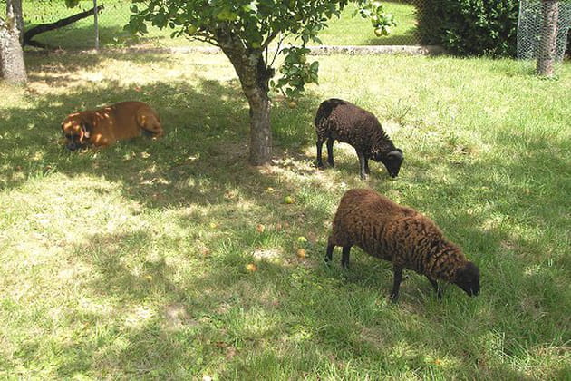 Moka et Praline tondent sous le pommier