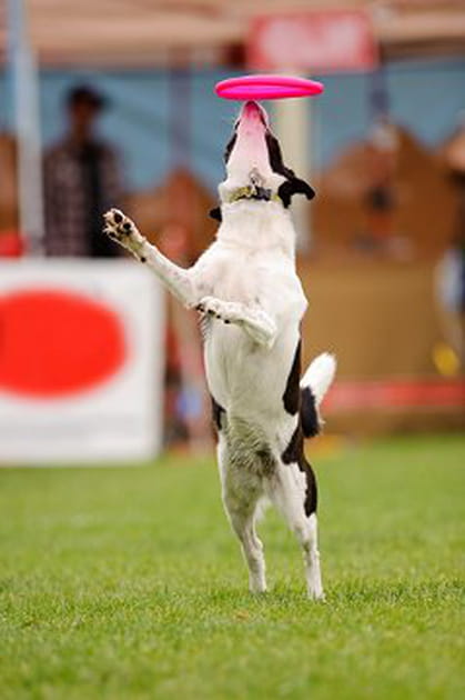 Des compétitions bien cadrées