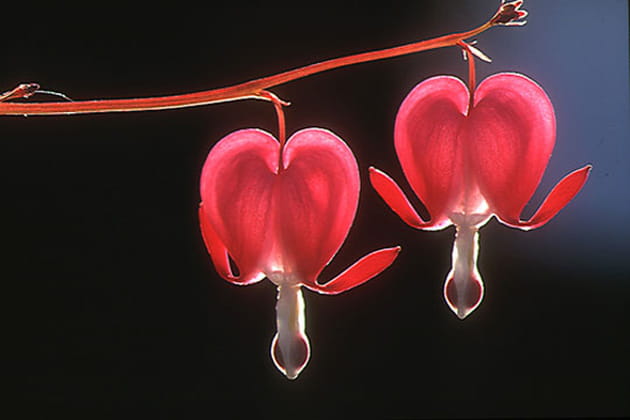 Deux Babibels ouverts