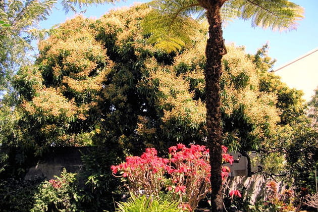 Manguier, La Réunion