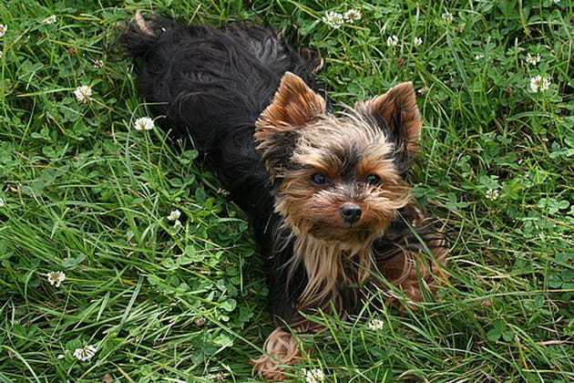 Tootsie, la gourmande