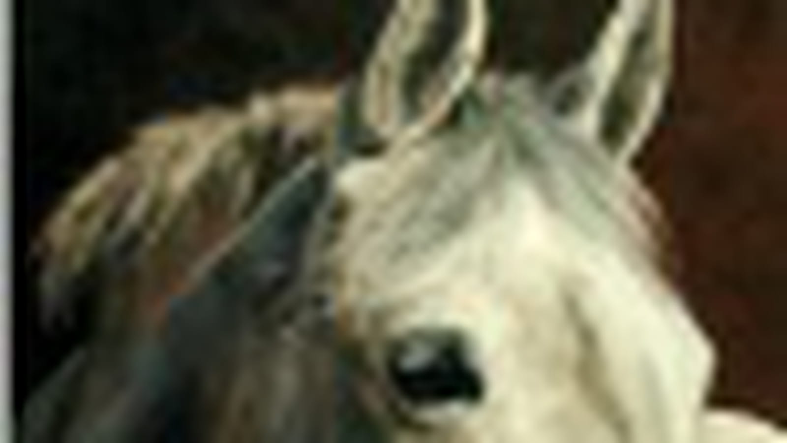 Poney