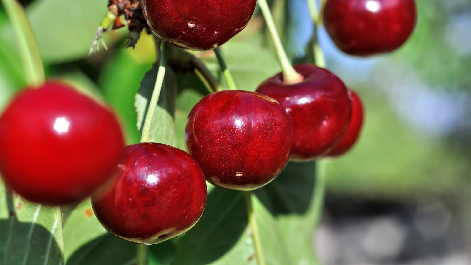 Dénoyauter les fruits