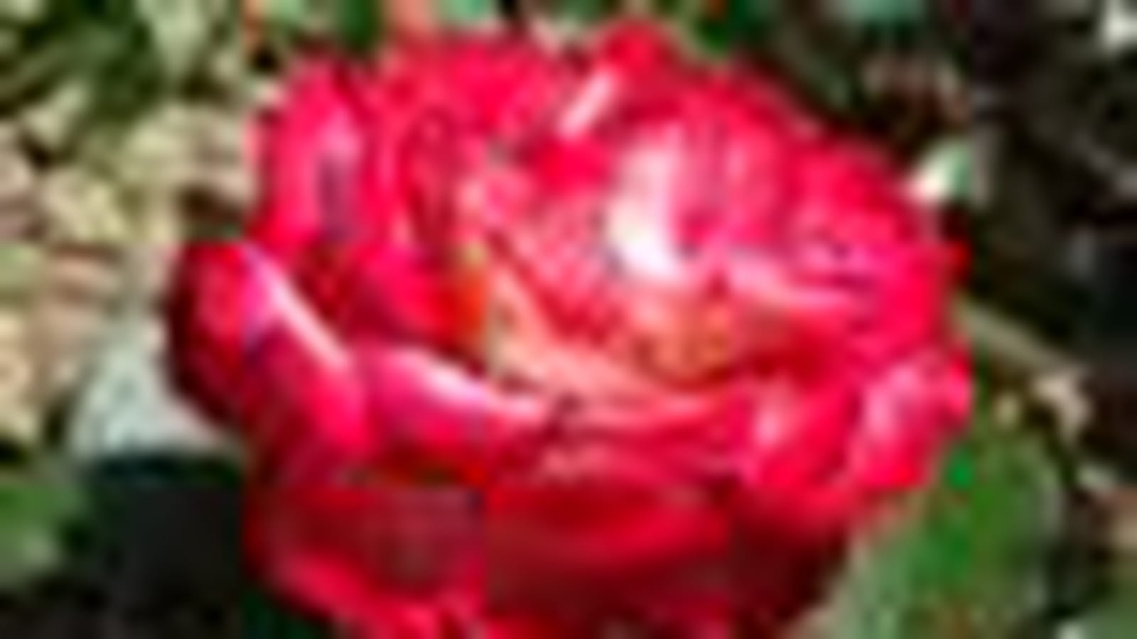Novaia ® Oragofe