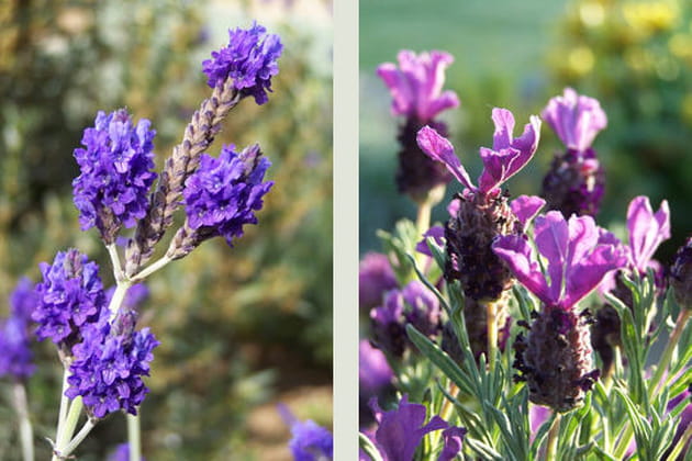 La beauté de la lavande