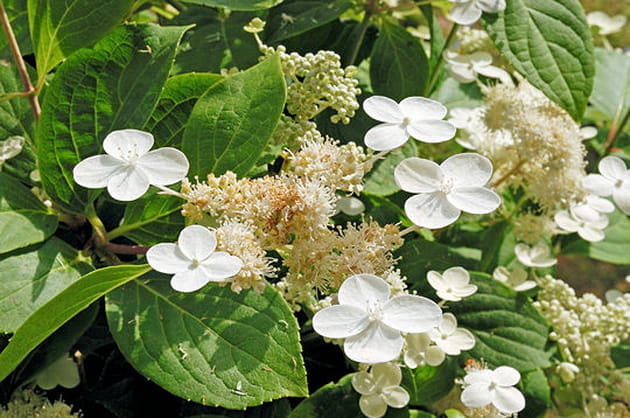 Hydrangea paniculata, arbuste immaculé