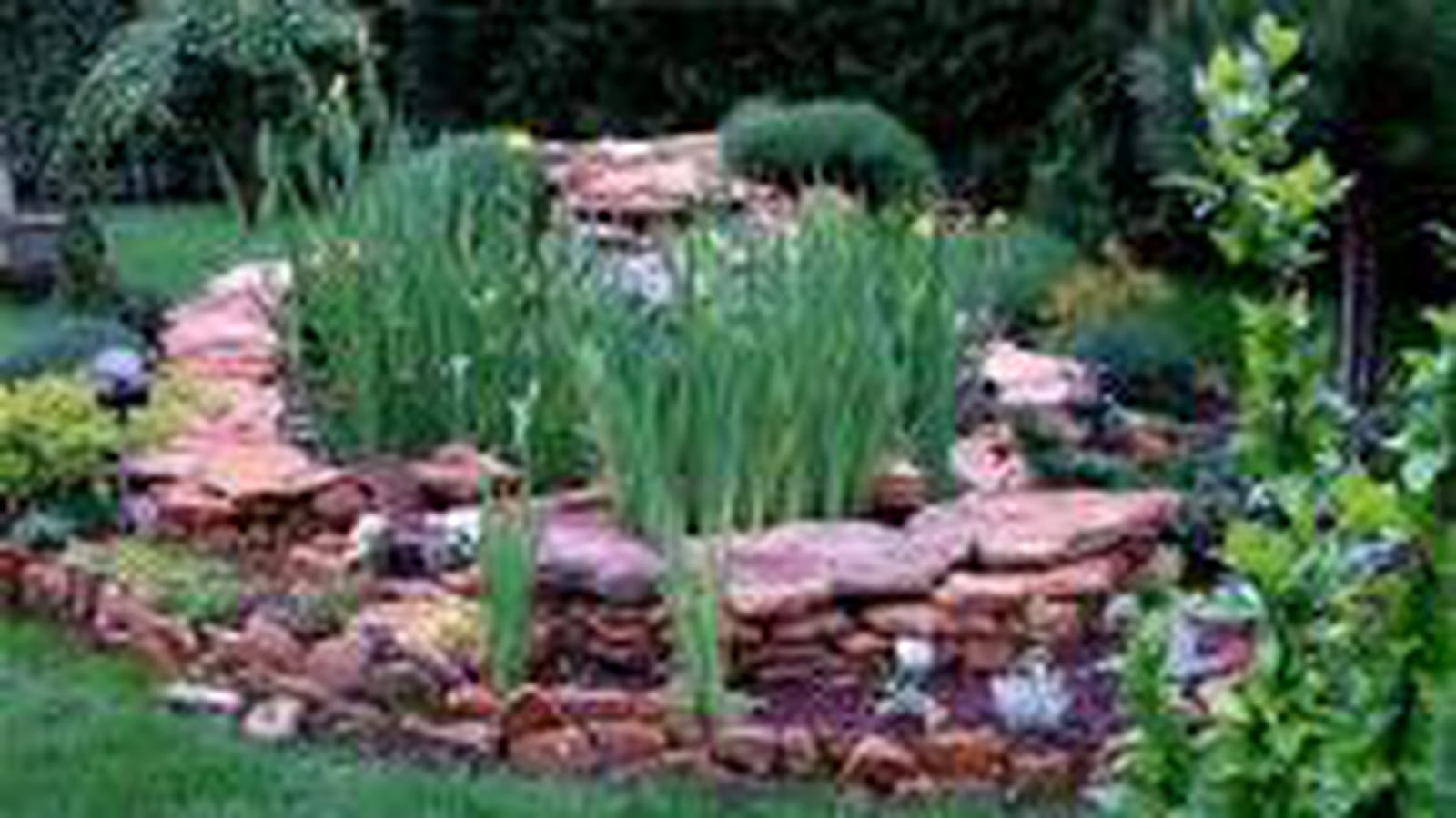 Iris aquatiques