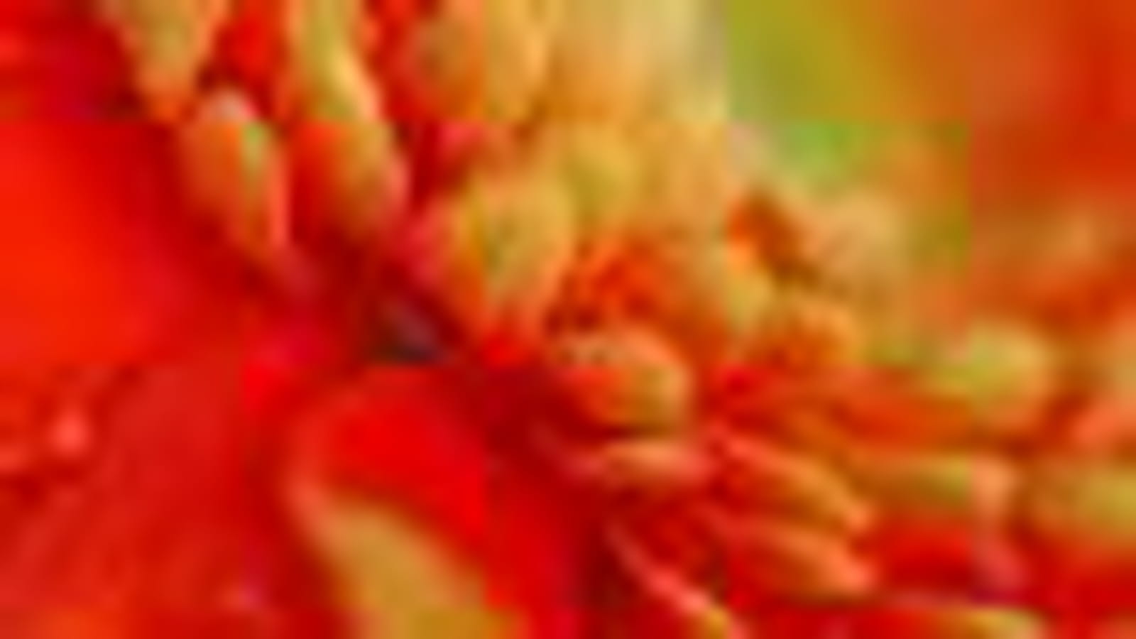 Gerbera