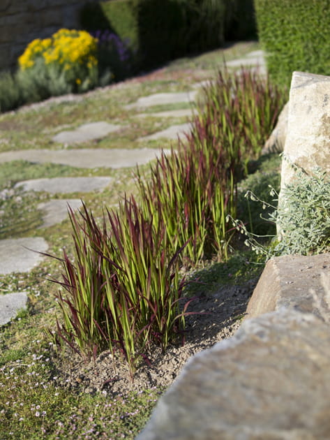 Graminées panachées