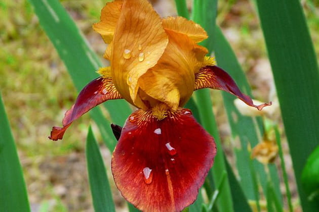 Iris, une fleur incontournable au jardin