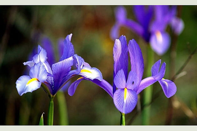 Les iris de la galerie