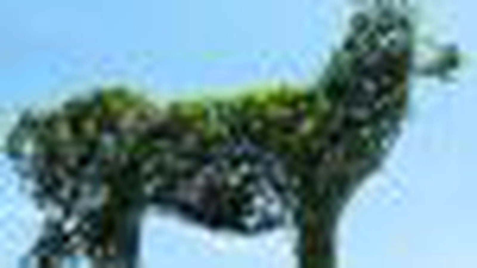 Le cerf