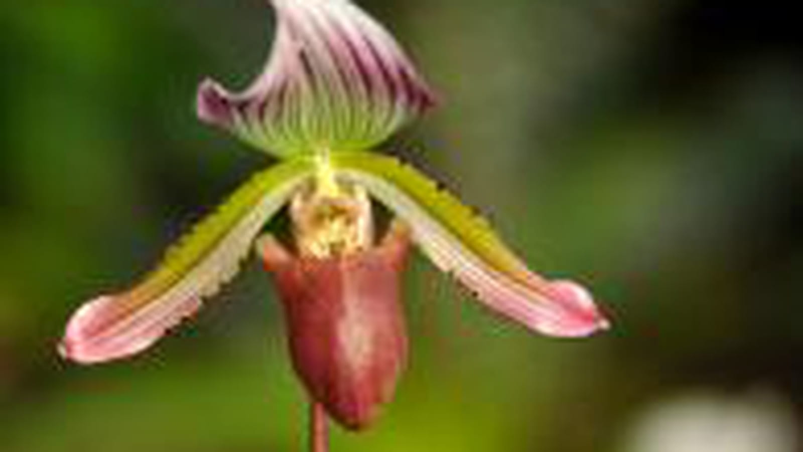 Paphiopedilum chamberlainianum