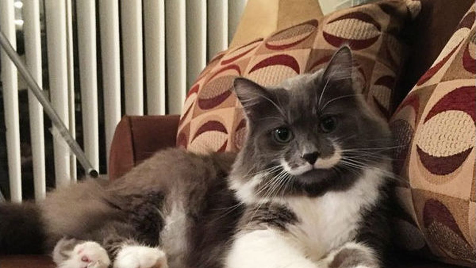 Hamilton, le chat hipster