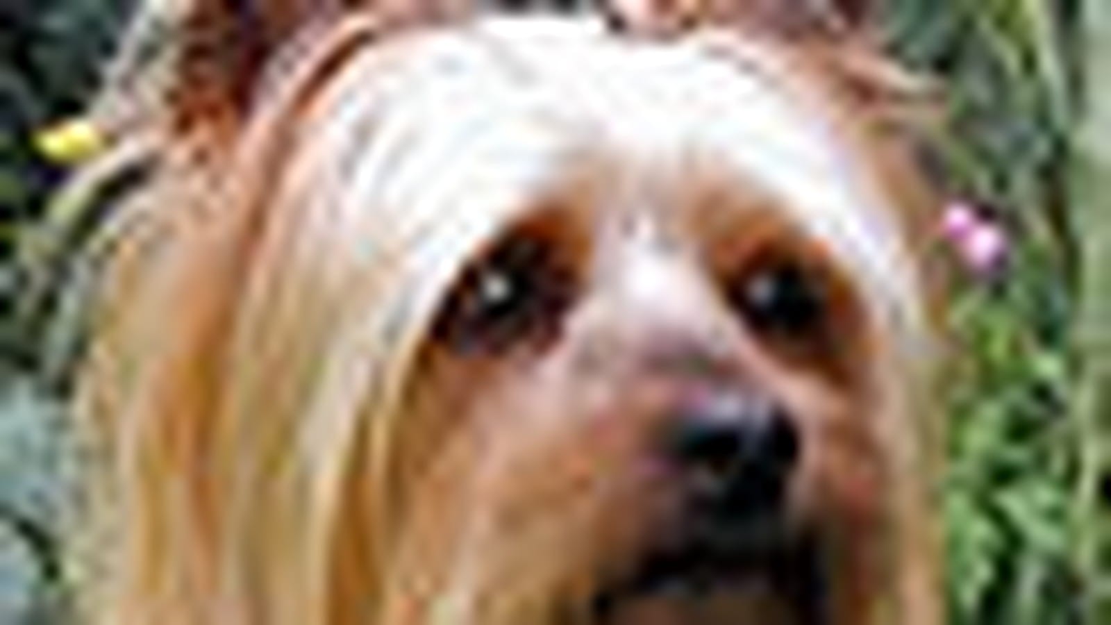 Australian terrier